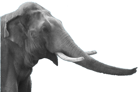 PostgreSQL Logo